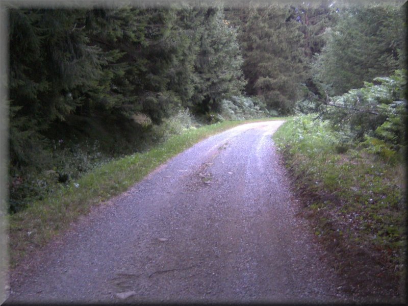 La Route Forestière vers La Gachal