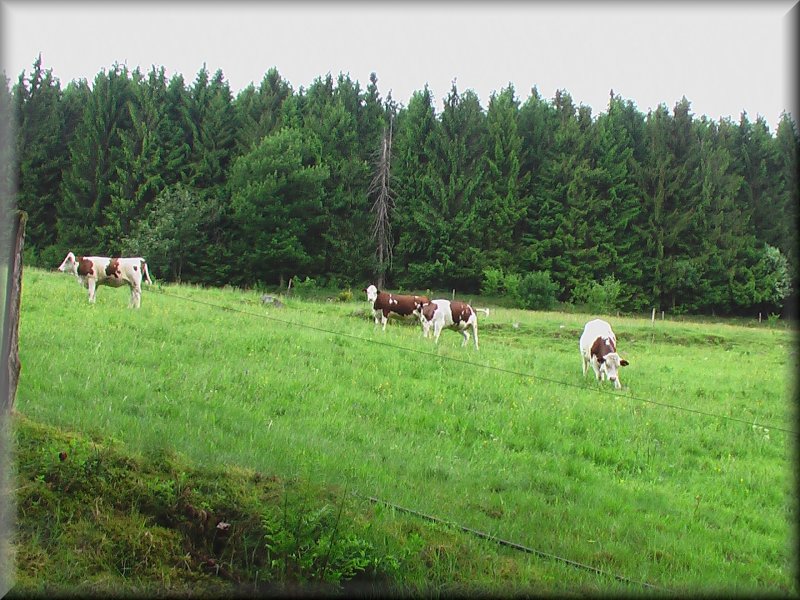 Vaches de race Montbéliarde