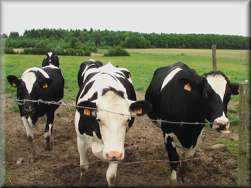 Vaches de Race Prim Holstein
