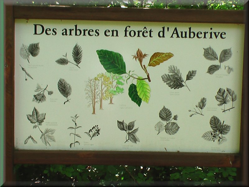 Les Arbres en Forêt d’Auberive