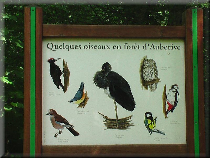 Les Oiseaux en Forêt d’Auberive